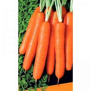Морковь Медовая 100 гр